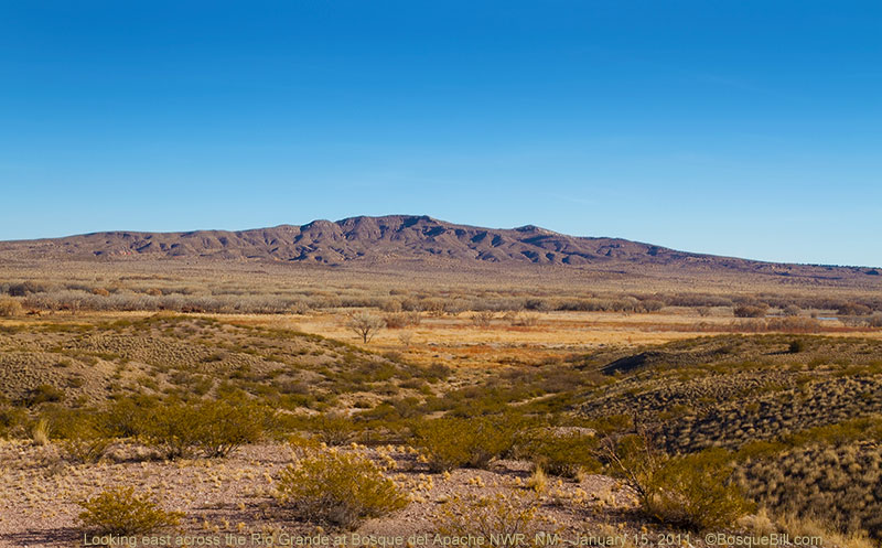 Bosque del Apache