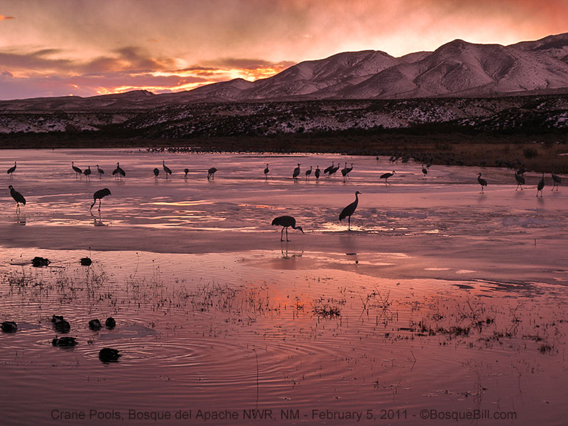 Bosque del Apache