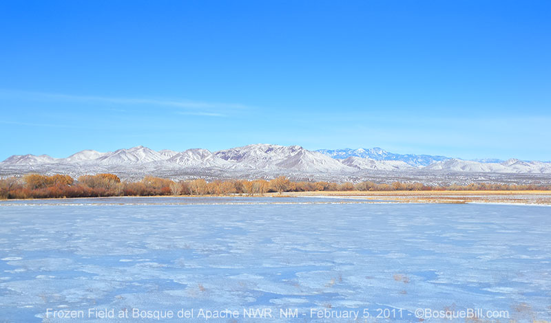 Bosque del Apache