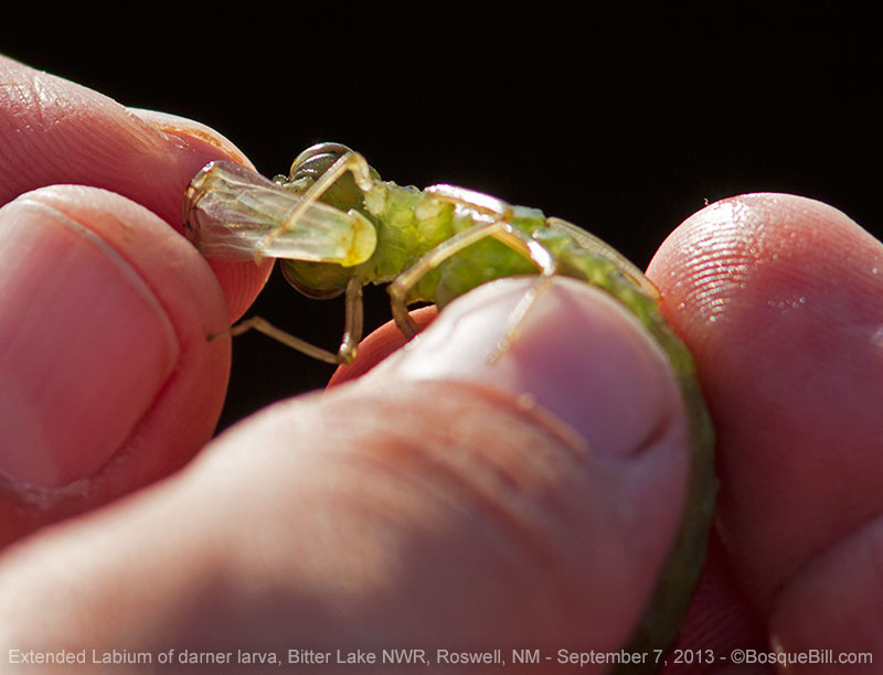 Larval Labium