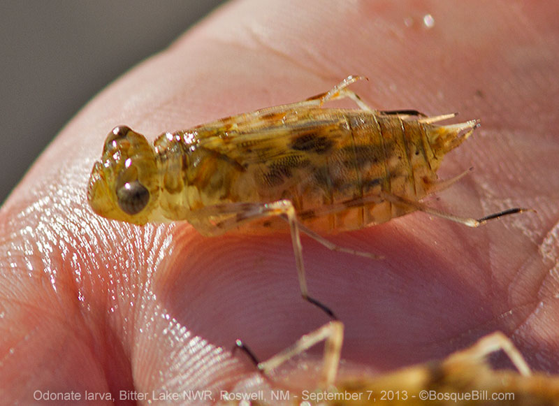 Odonate Larva