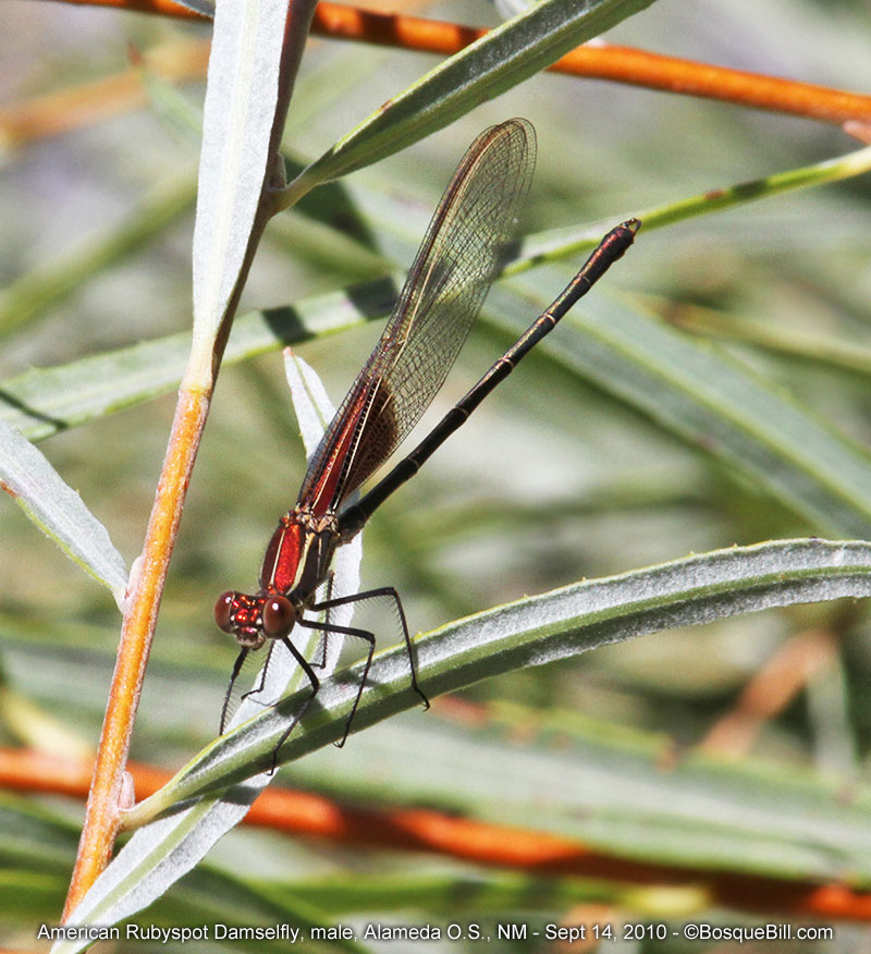 American Rubyspot