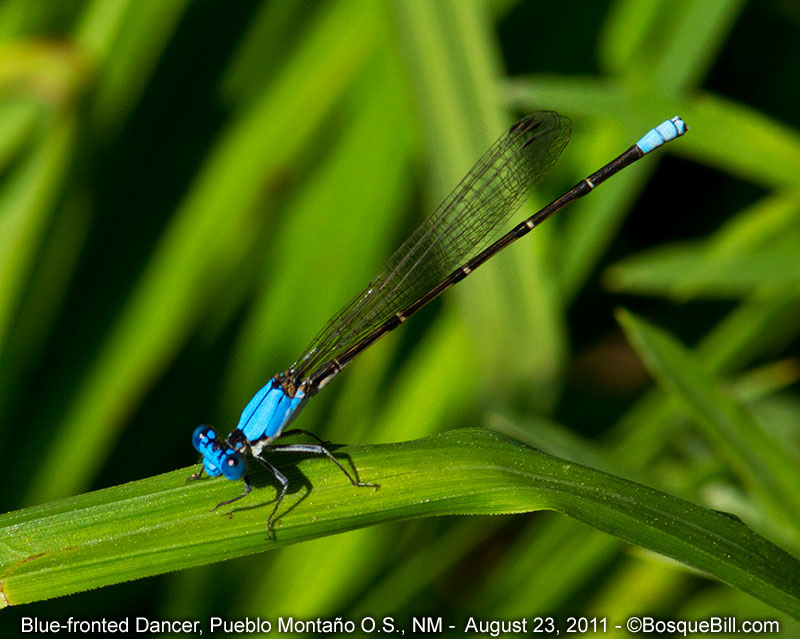 Blue-fronted Dancer