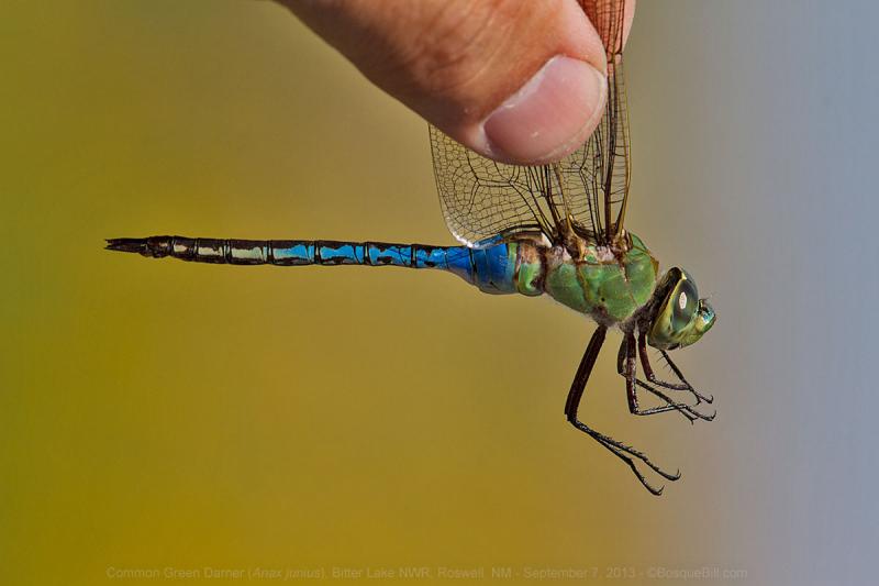 Common Green Darner