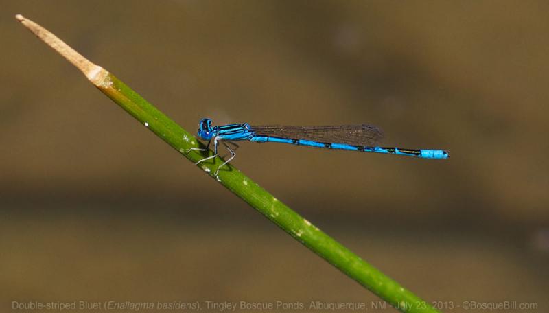 Double-stripedBluet