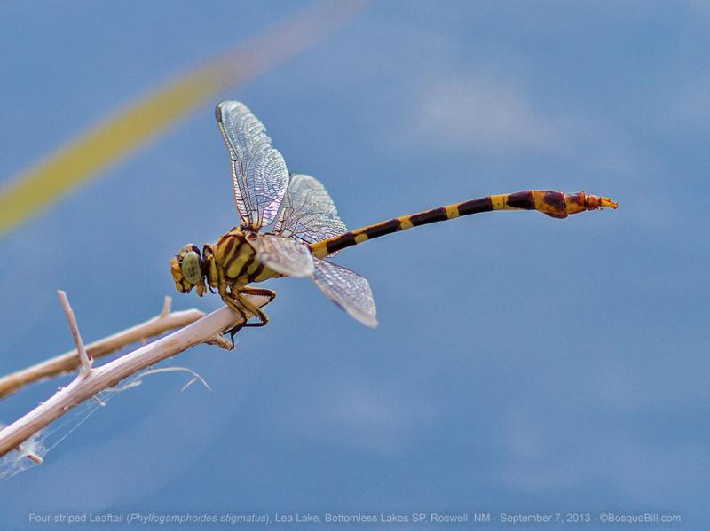 Four-striped Leaftail