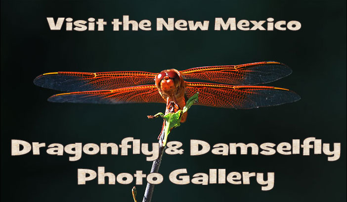 visit the odonata page