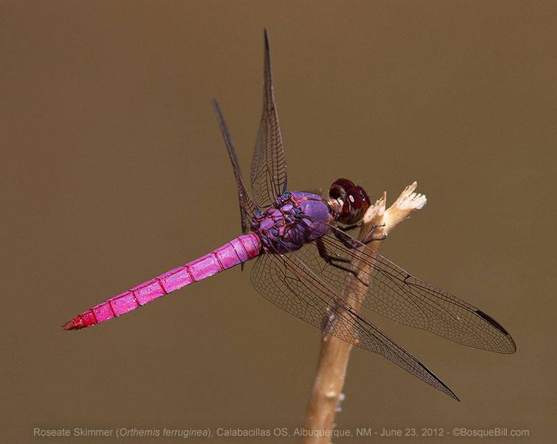 Roseate Skimmer
