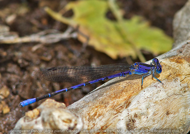 Springwater Dancer