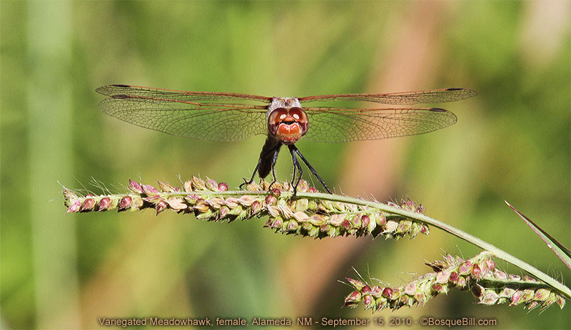 variegated meadowhawk