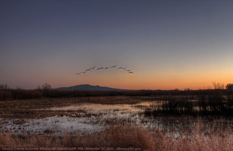 Bosque del Apache NWR