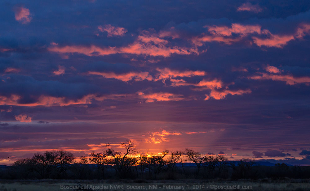 Bosque Sunrise