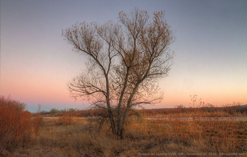 Bosque del Apache