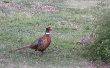 Pheasant cock and hen