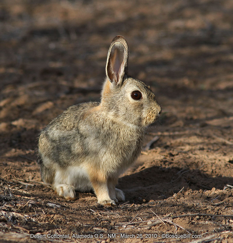 cottontail