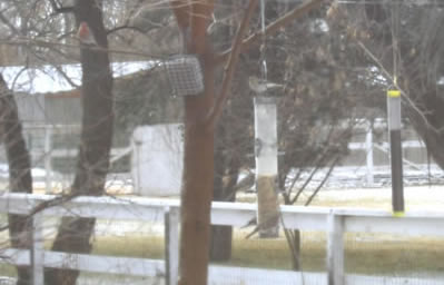 Black-chinned Hummingbird
