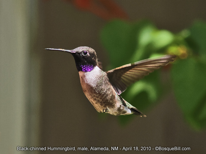 Black-chinned Hummer