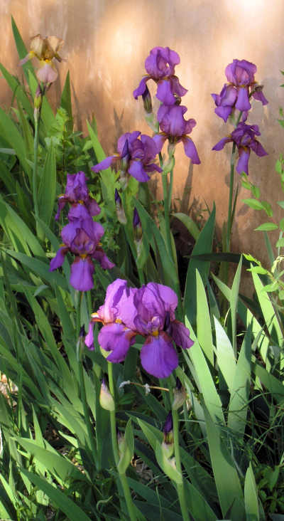 Bearded Iris