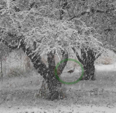 Pheasant cock photographed during that first snow storm in mid-December 2006. See him between the fruit trees?
