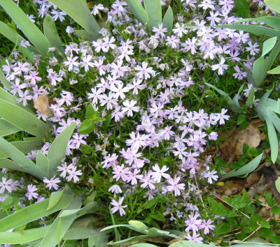 Phlox