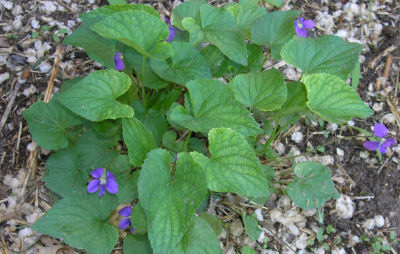 violets